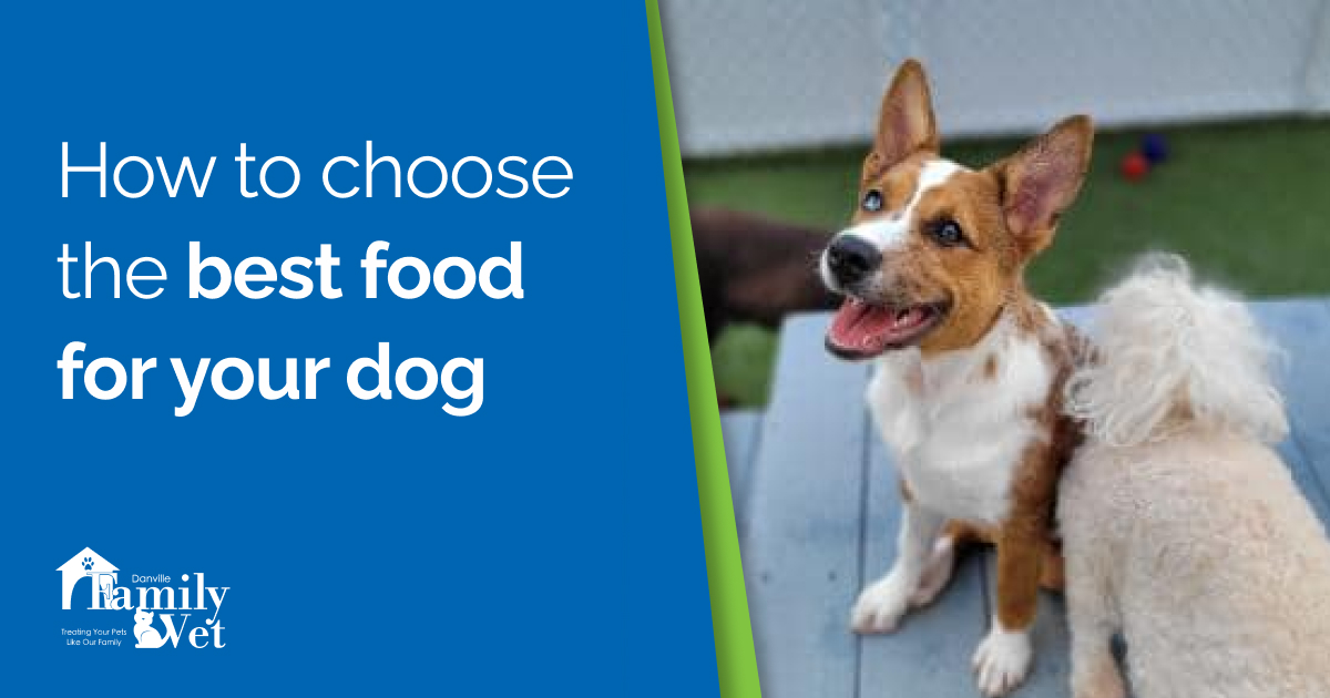 Choosing the Best Dog Food