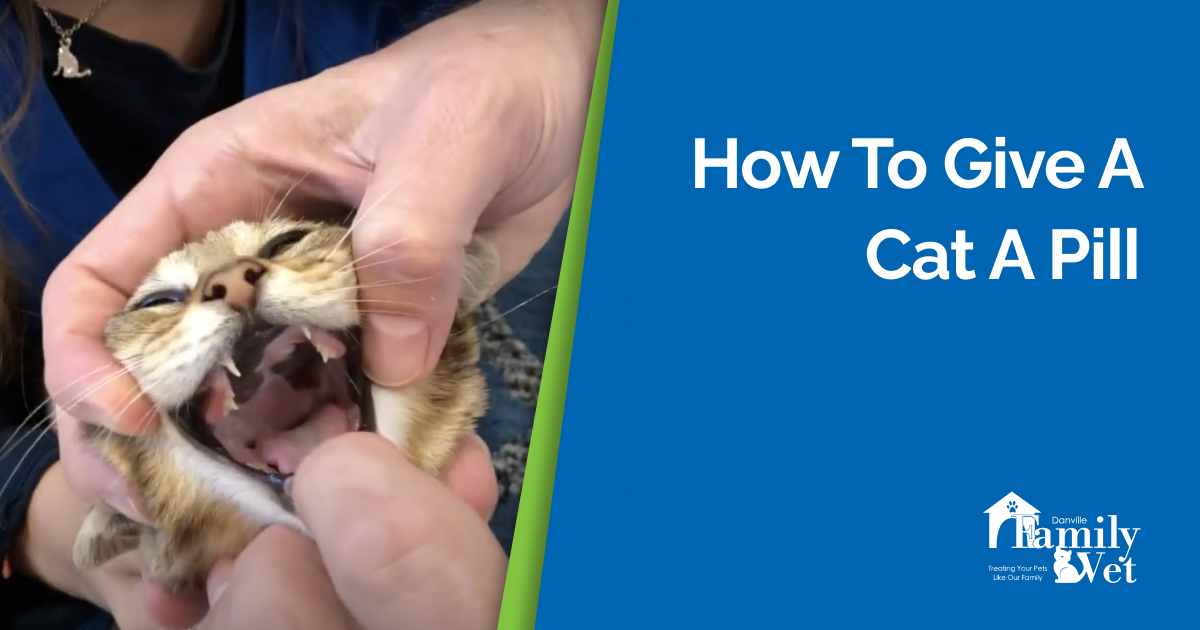 View of How To Give A Cat A Pill | Danville Family Vet