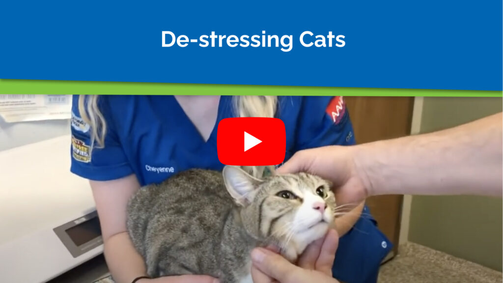 How to Destress Cats