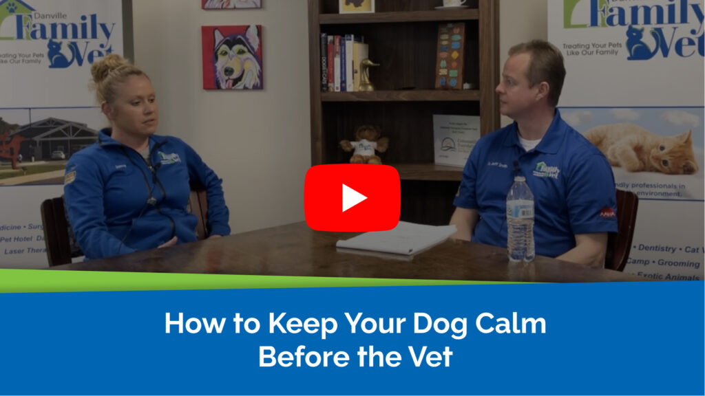 How to Keep Your Dog Calm Before the Vet