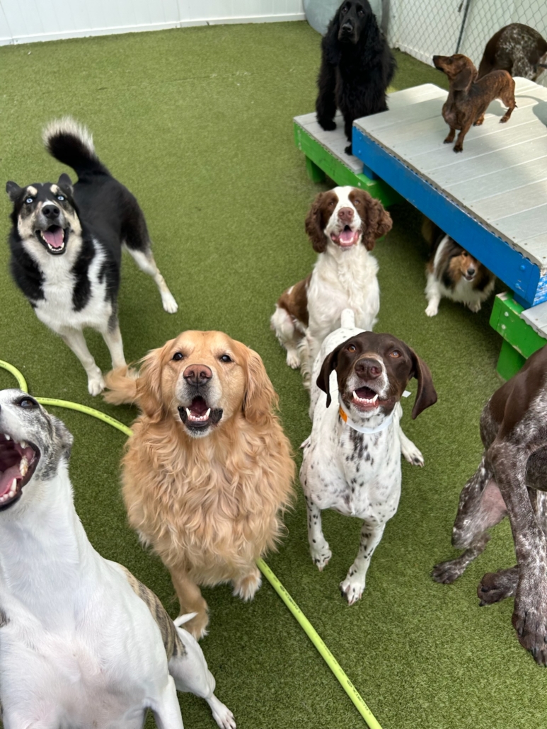 Luxury Pet Boarding Pet Resort Danville Family Vet