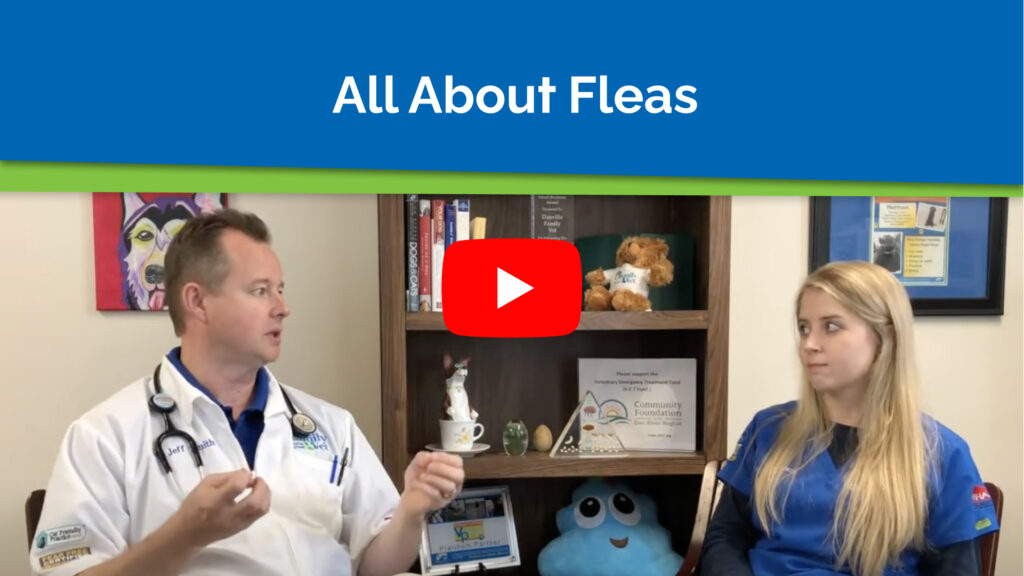 All About Fleas