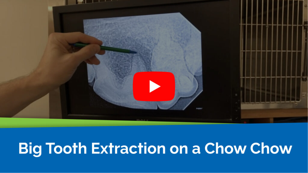 Big Tooth Extraction on a Chow Chow
