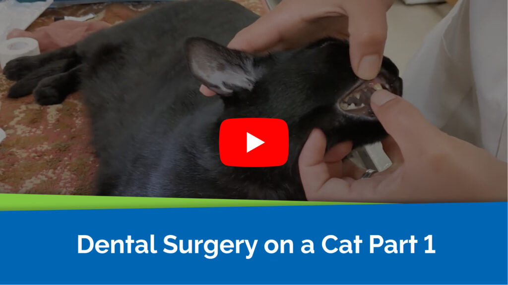 Dental Surgery on a Cat Part 1