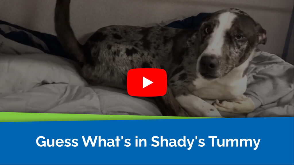 Guess What's in Shady's Tummy