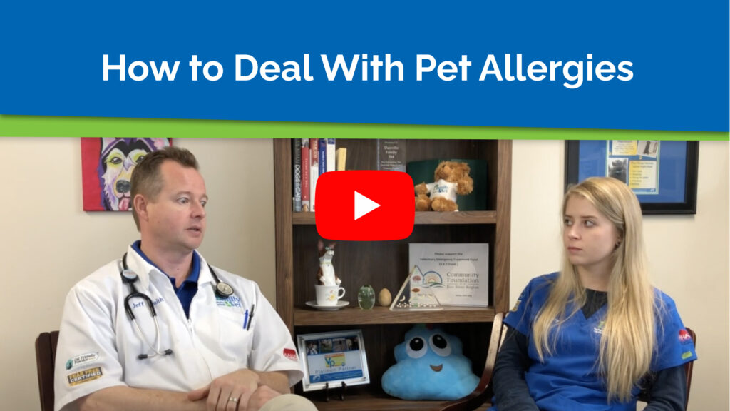 How to Deal With Pet Allergies