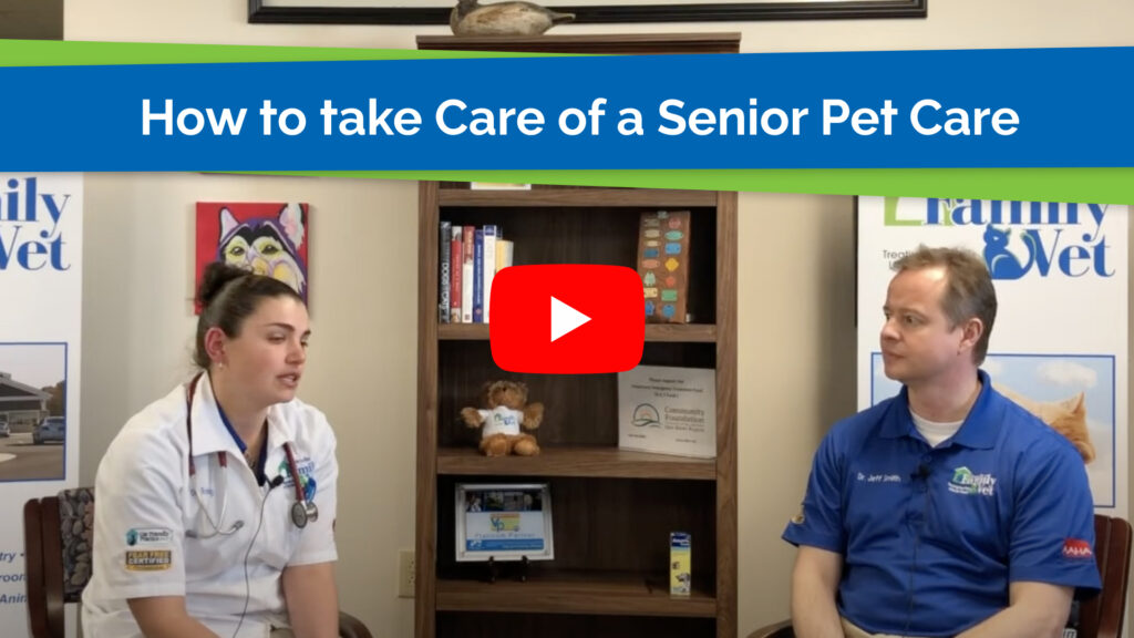 How to take Care of a Senior Pet Care with Dr Katie Rohrig