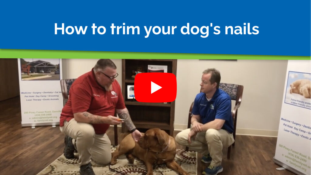 How to trim your dog's nails