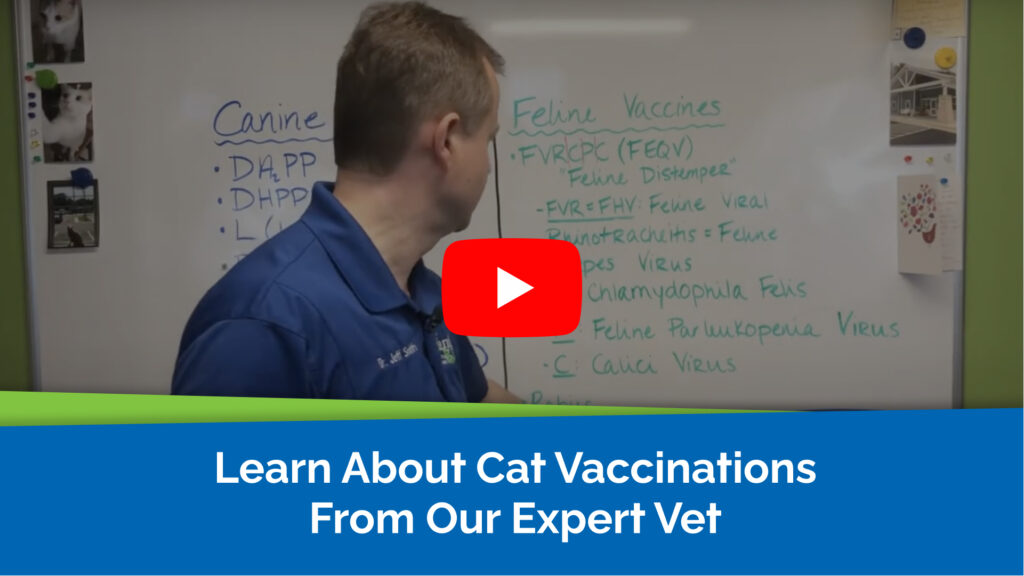 Learn About Cat Vaccinations From Our Expert Vet