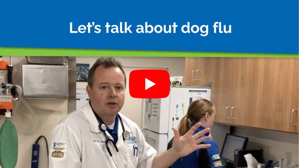 Let’s talk about dog flu