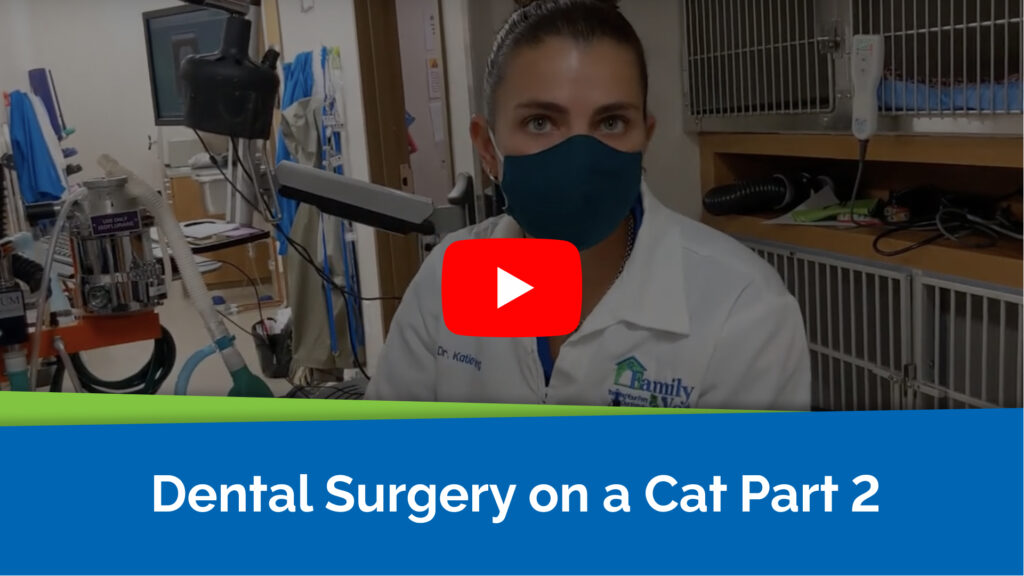 Successful Dental Surgery on a Cat Part 2