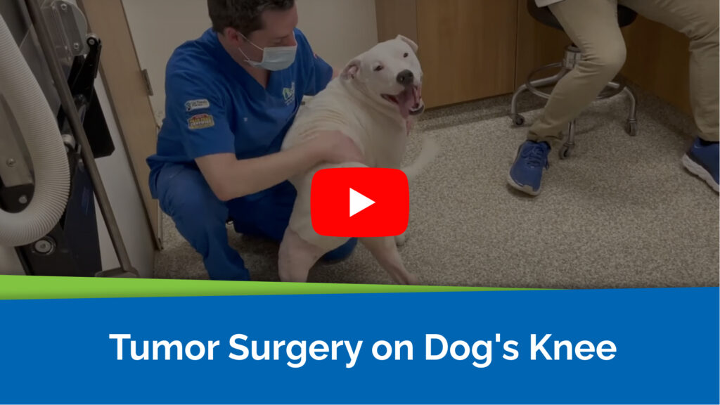 Tumor Surgery on Dog's Knee