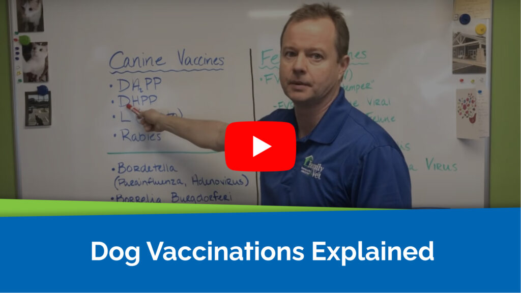 Dog Vaccinations Explained