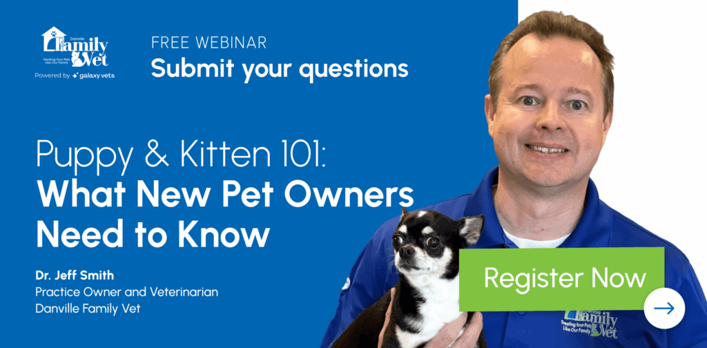 Puppy & Kitten 101: What New Pet Owners Need to Know