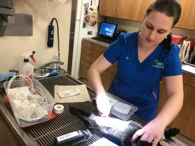 Spay-neuter1