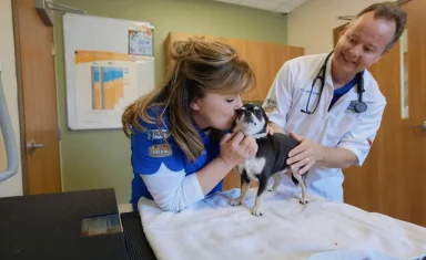 chihuahua-kisses